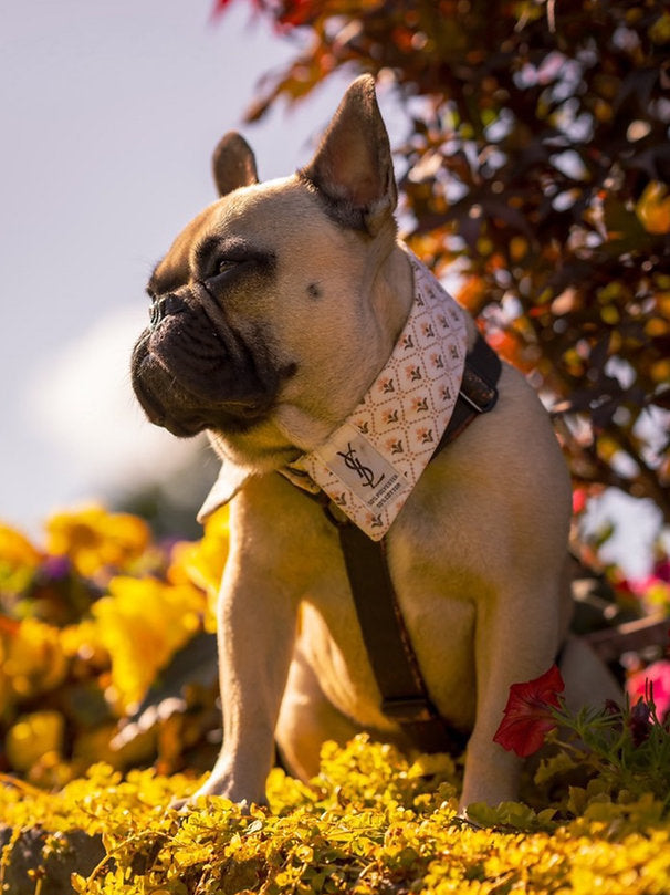 Liberty Shirt Dog Collar by Red & Ginger