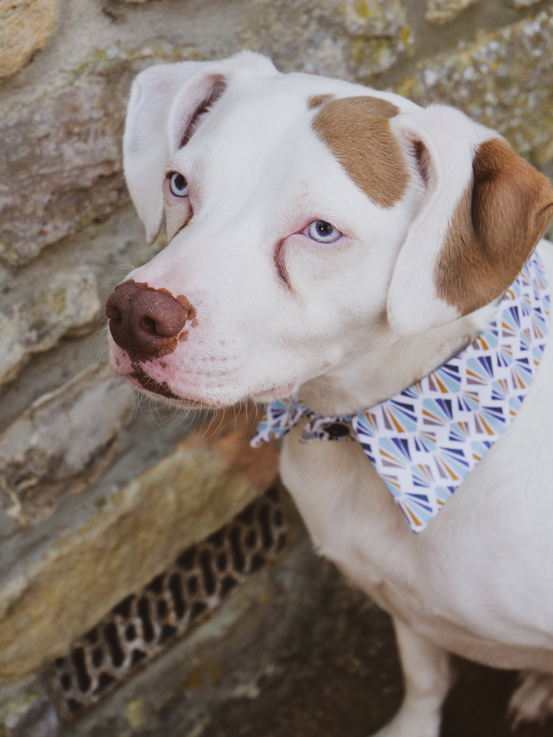 Liberty Shirt Dog Collar by Red & Ginger