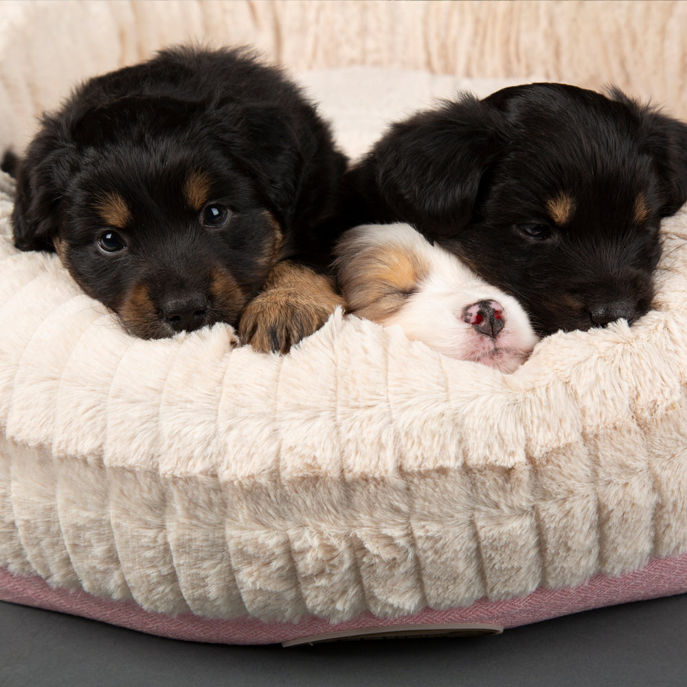 Ellen Donut Dog Bed (in Tan, Pink or Grey) by Scruffs