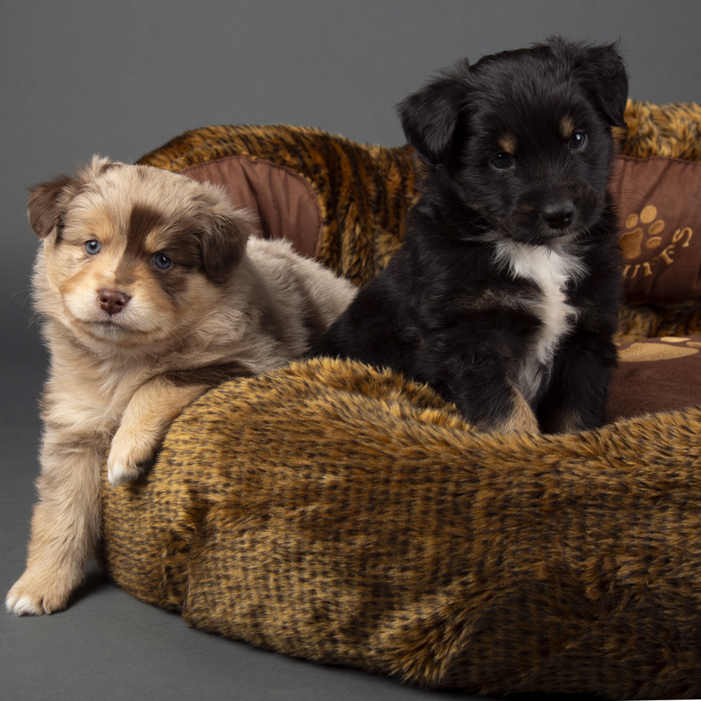 Cub Bear Dog Bed (in Beige or Brown) by Scruffs