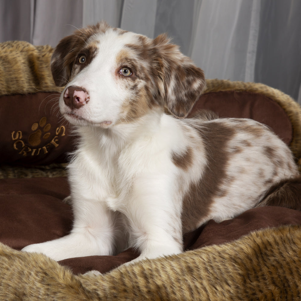 Cub Bear Dog Bed (in Beige or Brown) by Scruffs