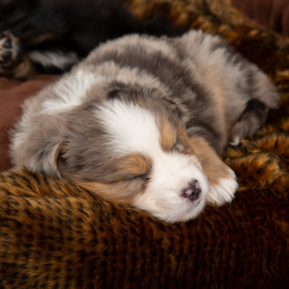 Cub Bear Dog Bed (in Beige or Brown) by Scruffs