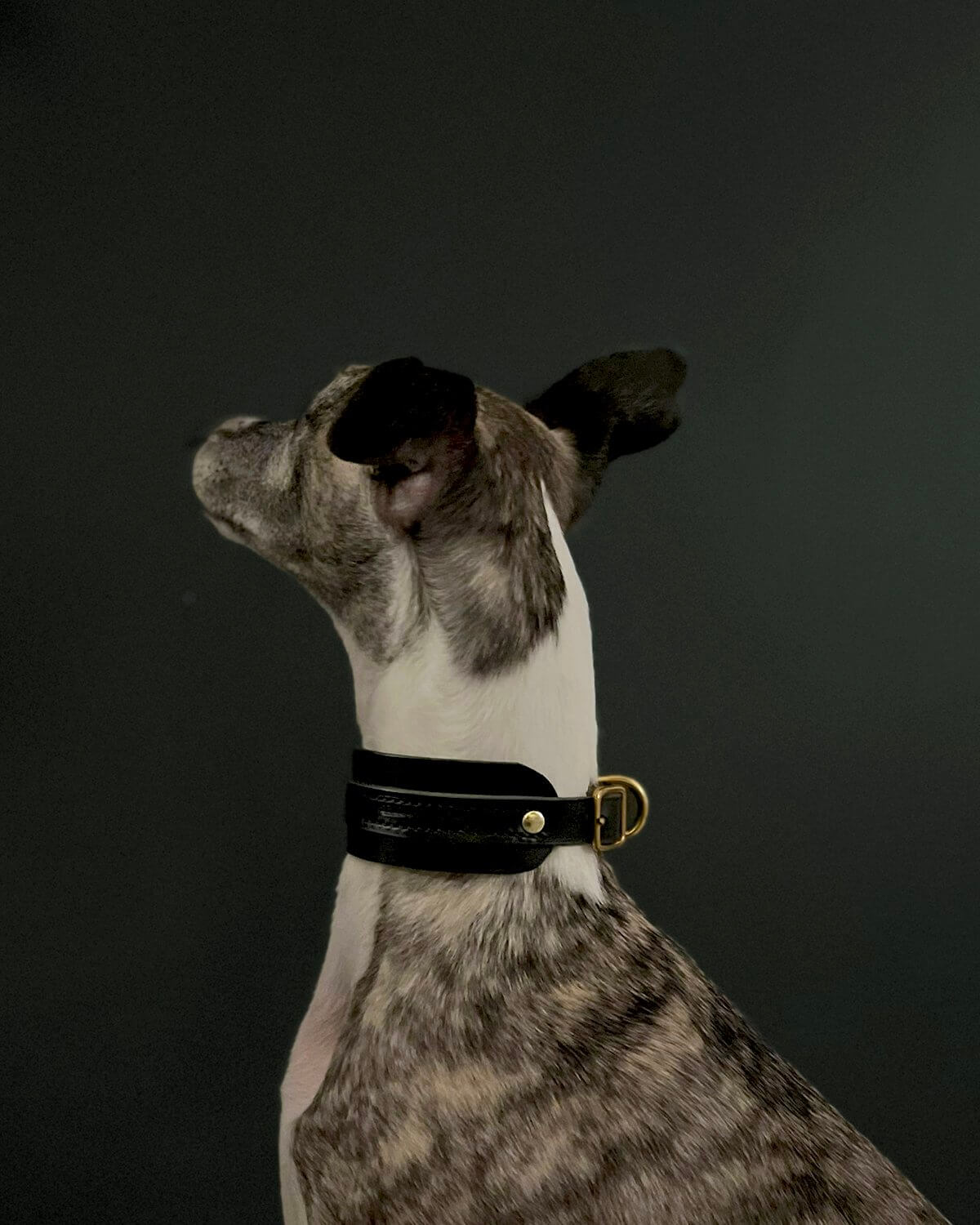 The “Artisan 002” Leather Sighthound Dog Collar – by Seldom Found