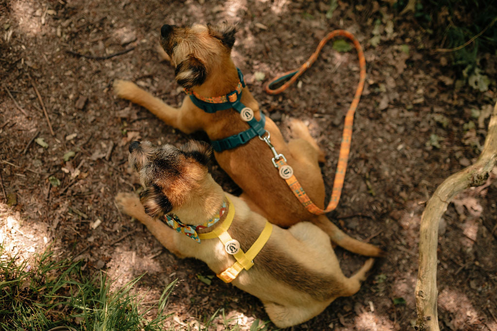 Mountain Aztec Dog Lead