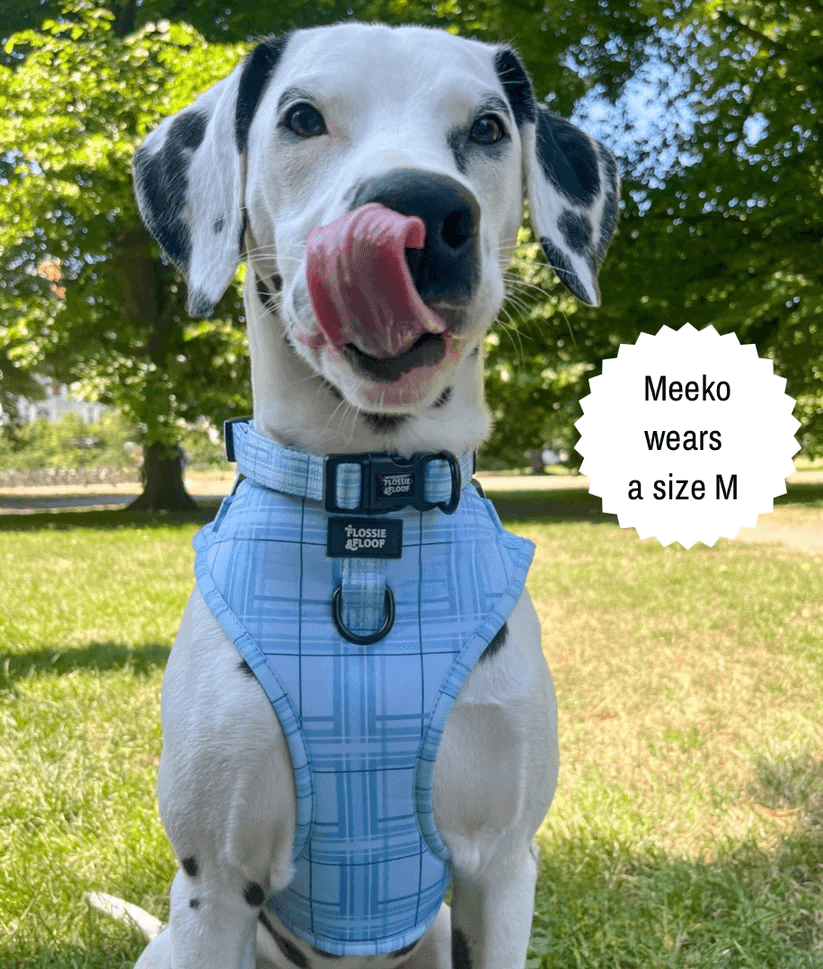 Oxford "Oasis" Adjustable Dog Collar – by Flossie & Floof