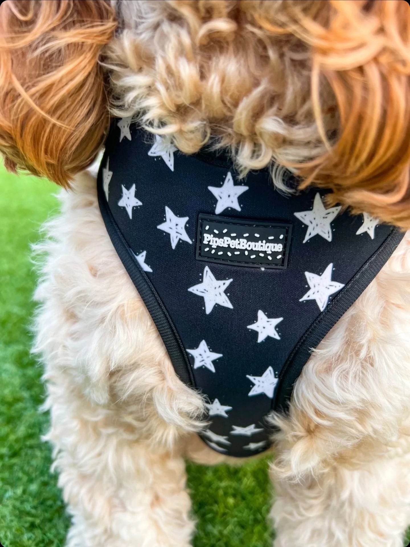 “The Starry One” Dog Harness (4-Piece Set) by PipsPetBoutique
