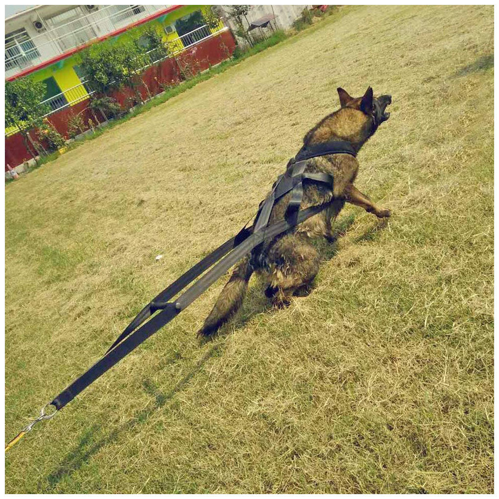 Dog Training Chest Harness & Lead Set